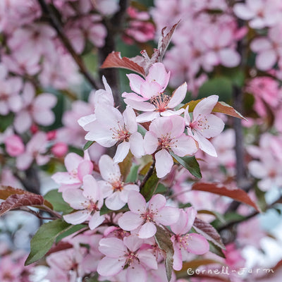 Malus Royal Raindrops 10gal Crabapple 1in