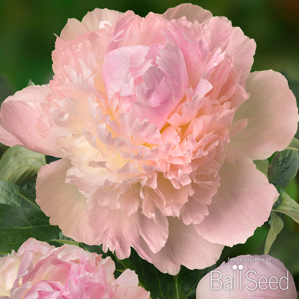 Paeonia Chiffon Parfait 2gal Peony CF