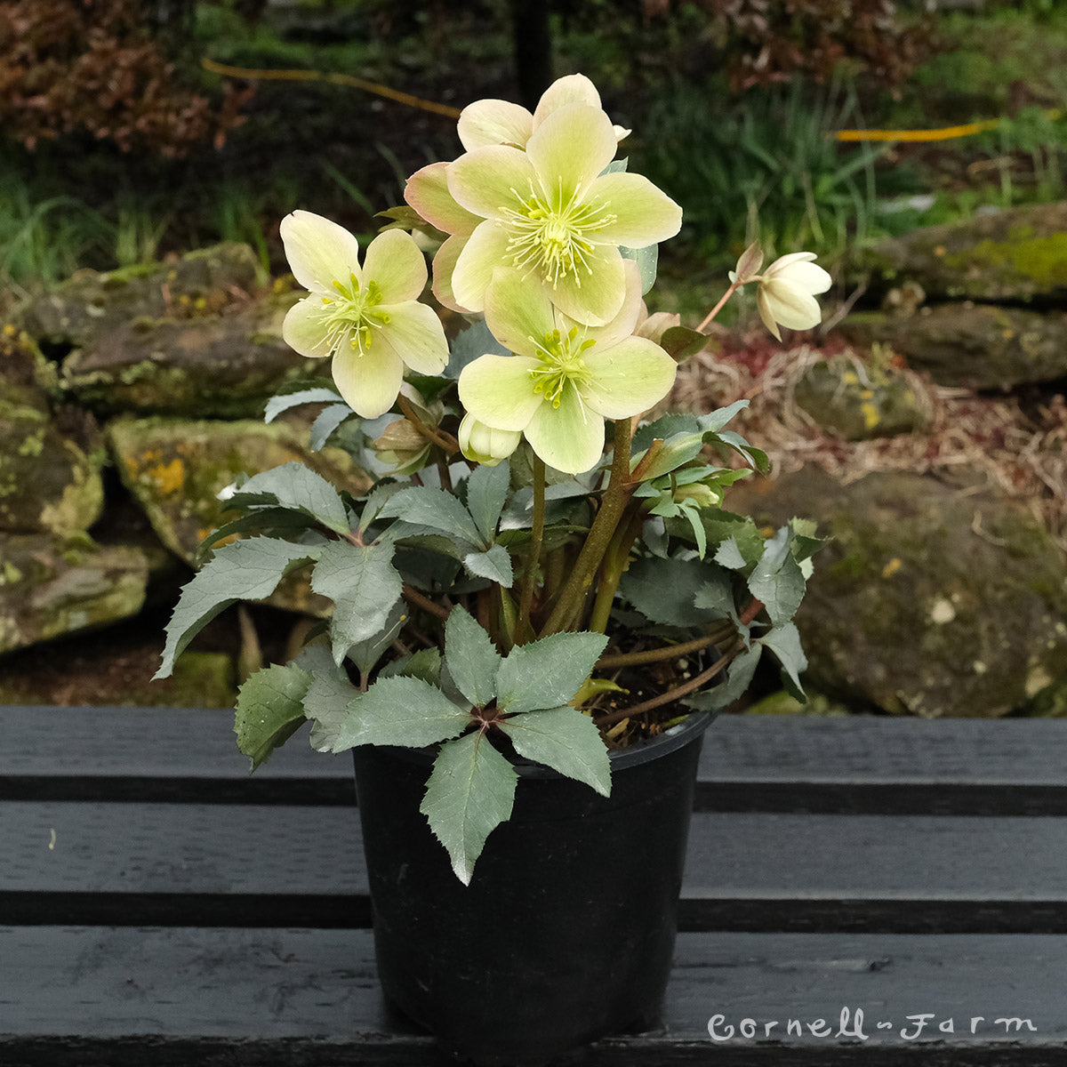 Helleborus Monte Christo 1gal HGC