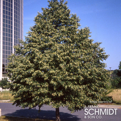 Tilia cordata Greenspire 10gal Linden Tree