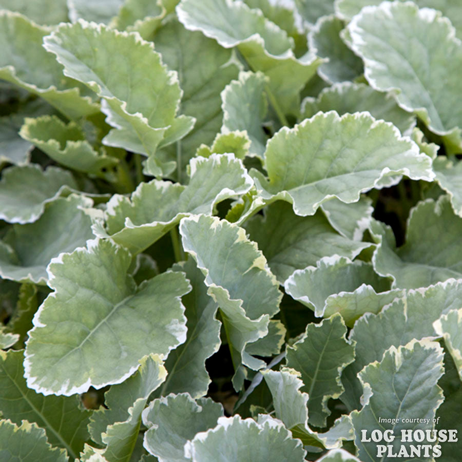 Kale Kosmic 4in Variegated Kale