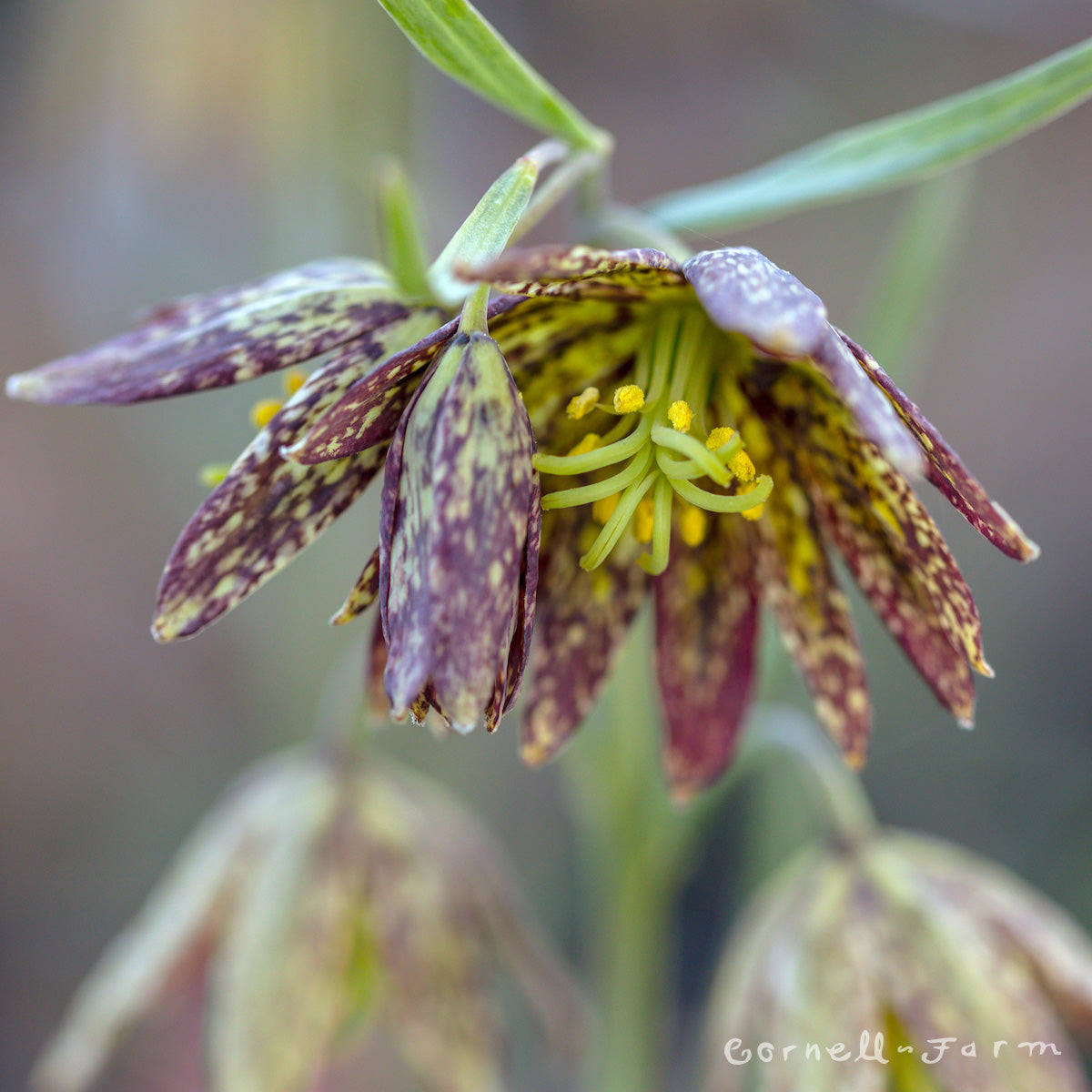 Fritillaria affinis 4in Checker Lily