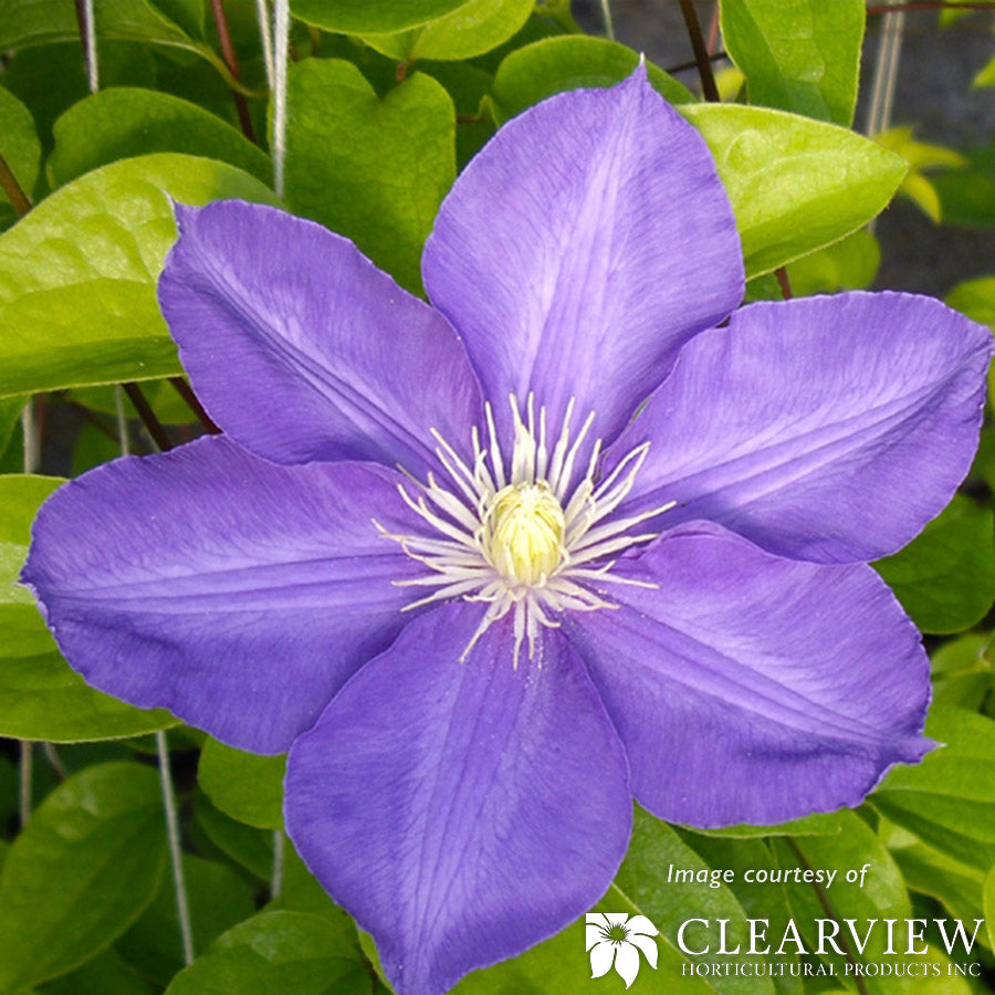 Clematis H.F. Young  Euroqrt Blue-Lavender