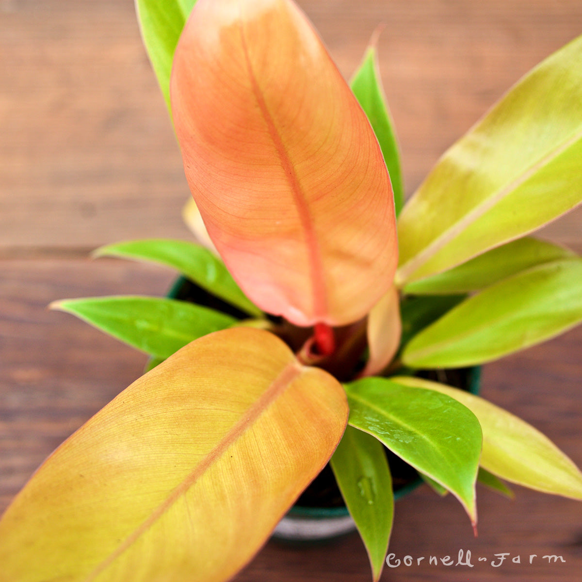 Philodendron Prince of Orange 6in