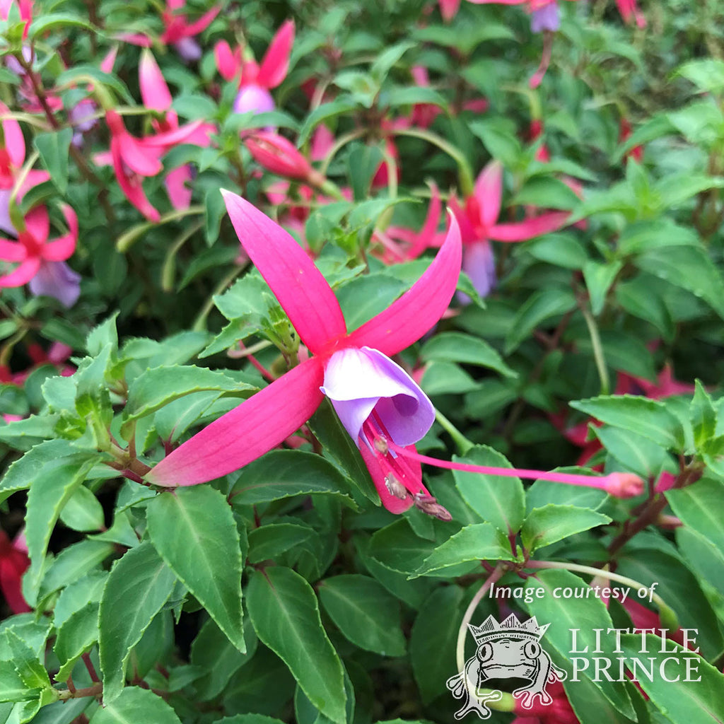 Fuchsia Foxgrove Wood 1gal – Cornell Farm