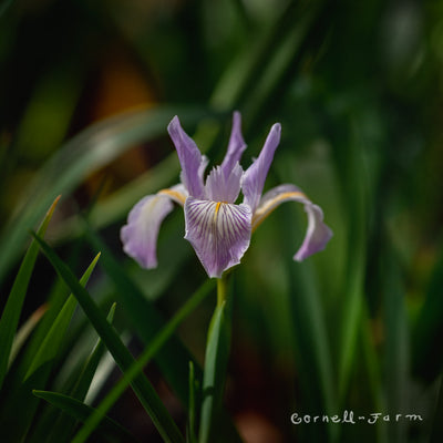 Iris douglasiana 4in Douglas Iris
