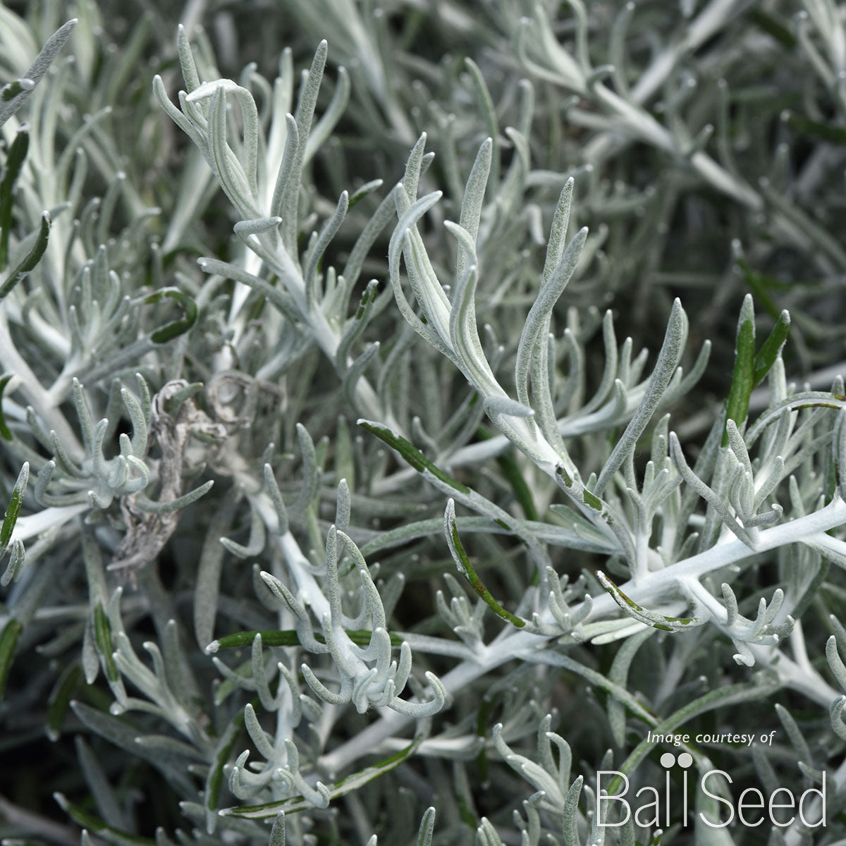 Helichrysum Silver Threads 4.25in CF