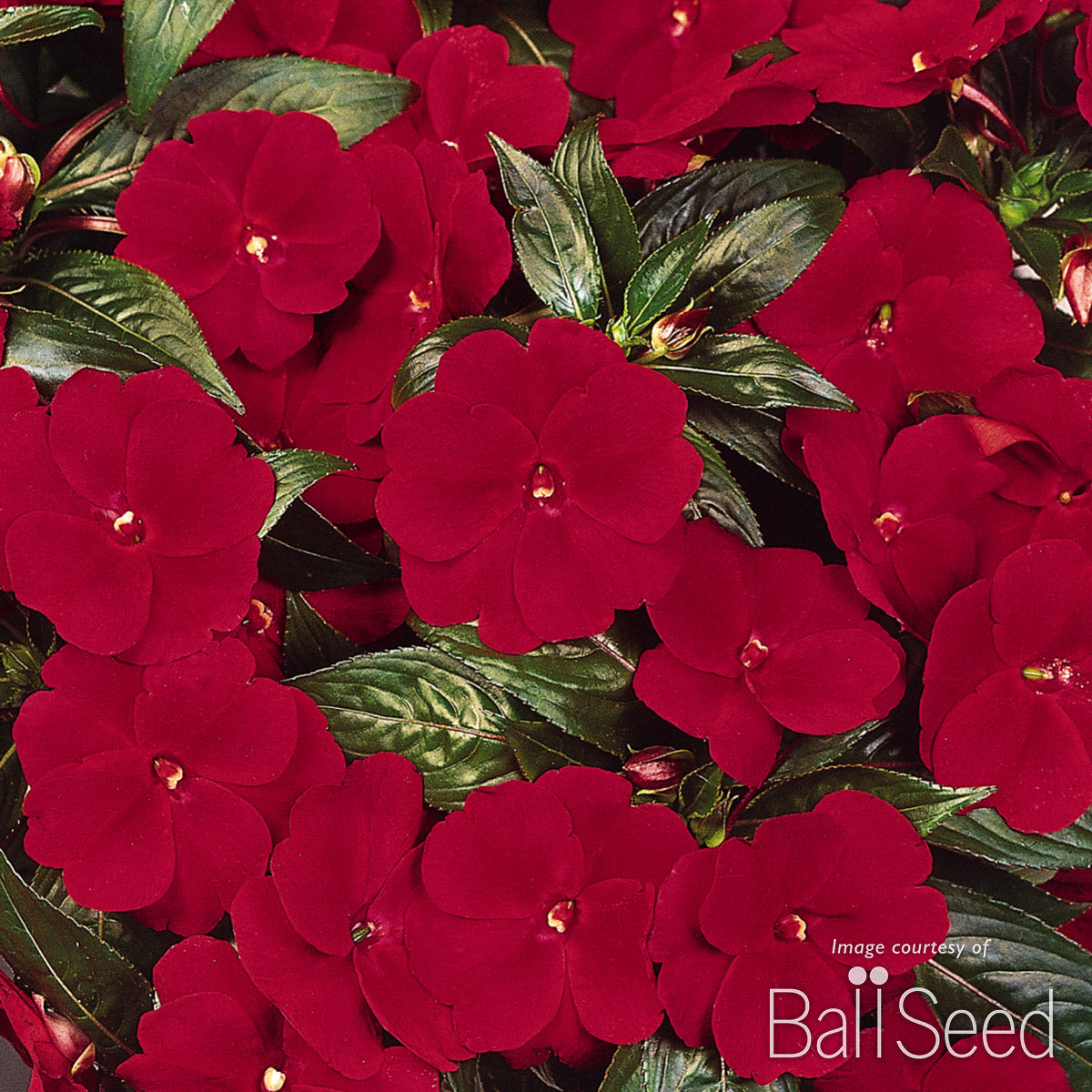Impatiens-NG Deep Red Celebration 4.25in