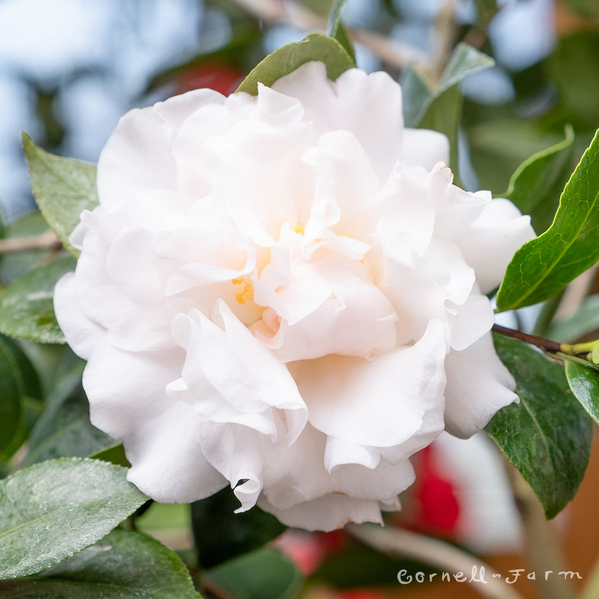 Camellia j. Jury's Pearl 5gal