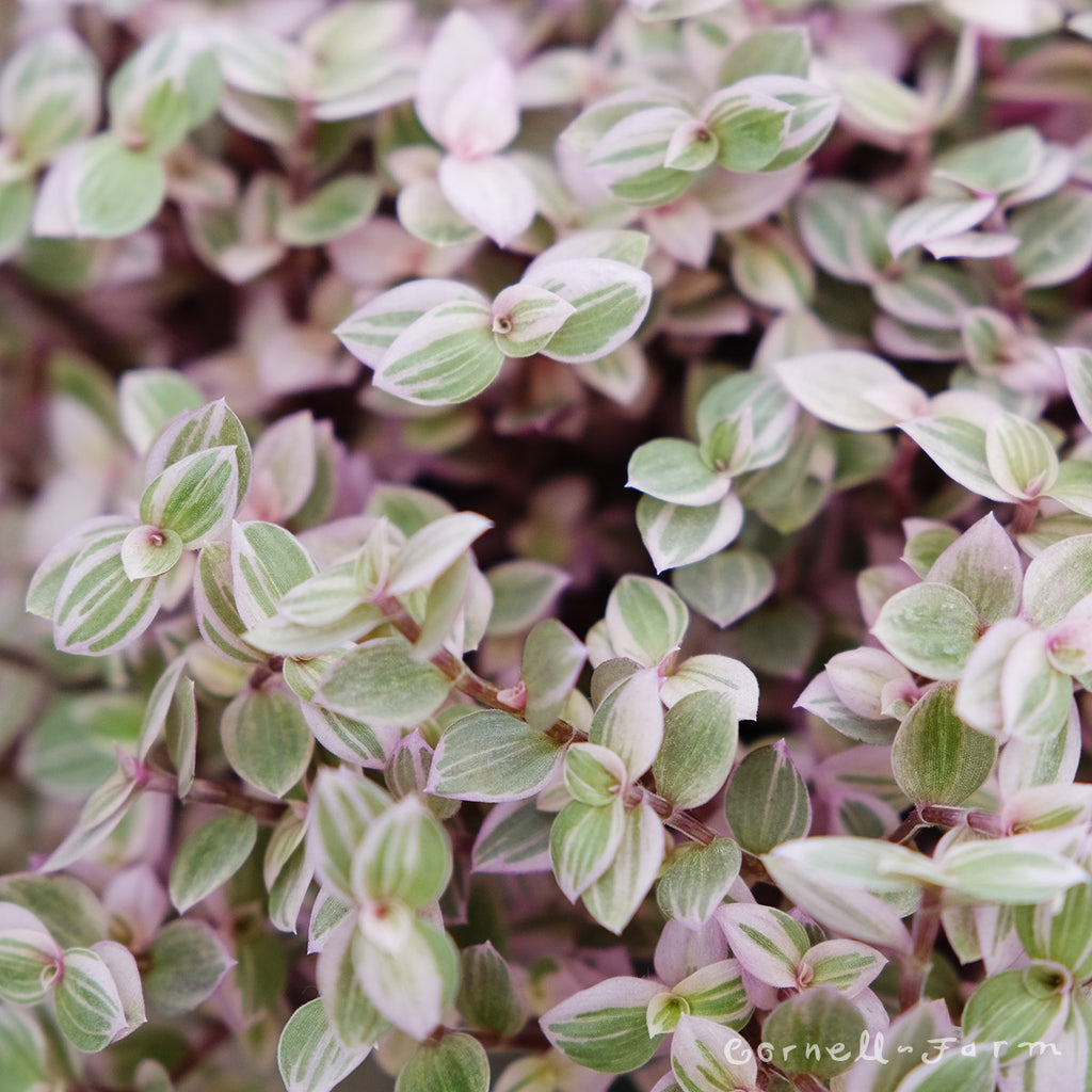Callisia repens var. 4in Pink Lady – Cornell Farm