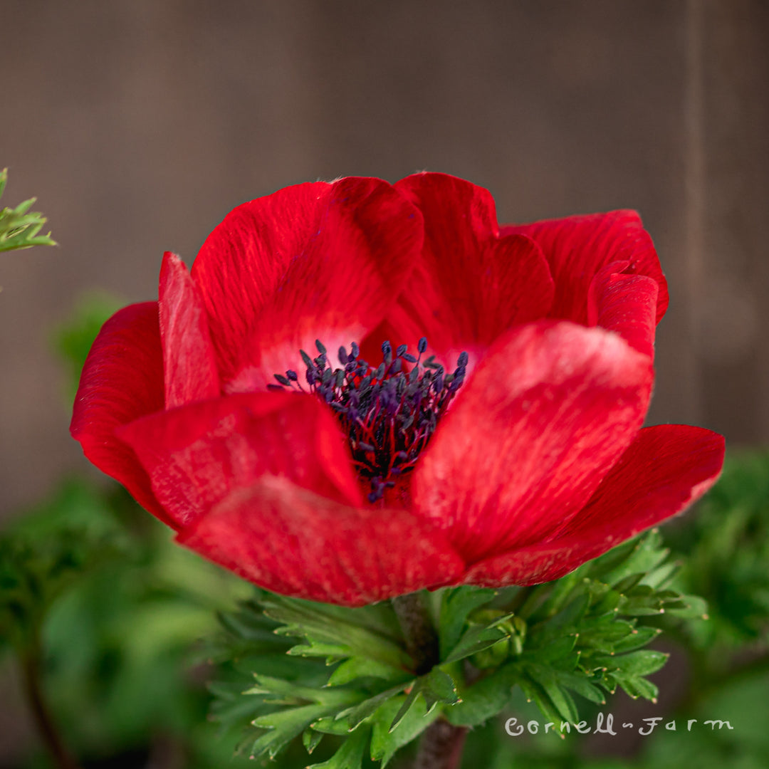 Anemone c Marianne Red Qrt – Cornell Farm Anemone c Marianne Red Qrt – Cornell Farm