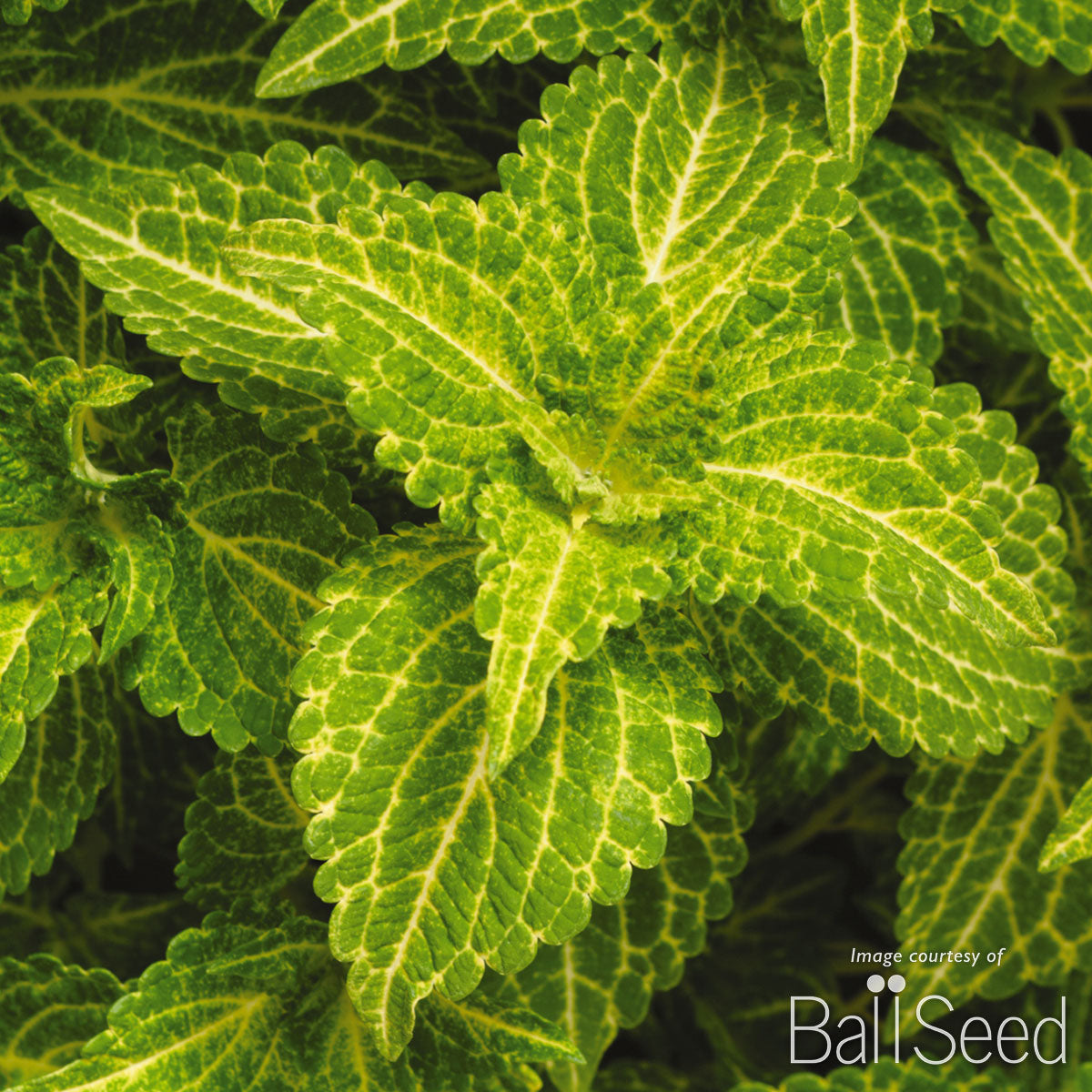 Coleus Electric Lime 4.25in