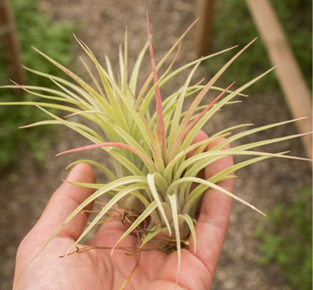 Tillandsia Brachycaulos X Ionantha (aka Victoriana)