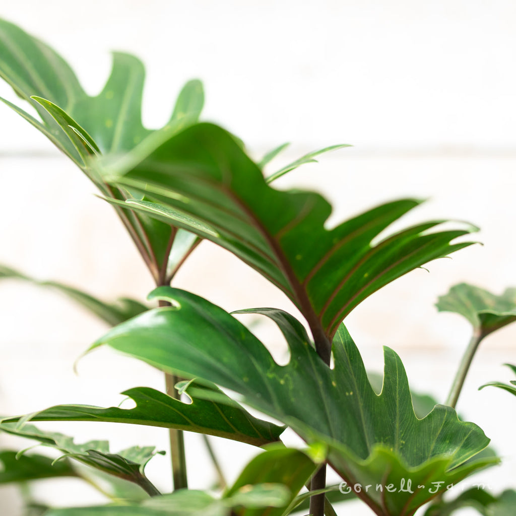 philodendron thaumatophyllum xanadu Philodendron thaumatophyllum 6in Xanadu – Cornell Farm