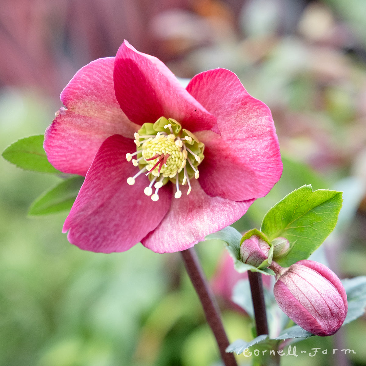 Helleborus Ice N' Roses Bennotta HGC