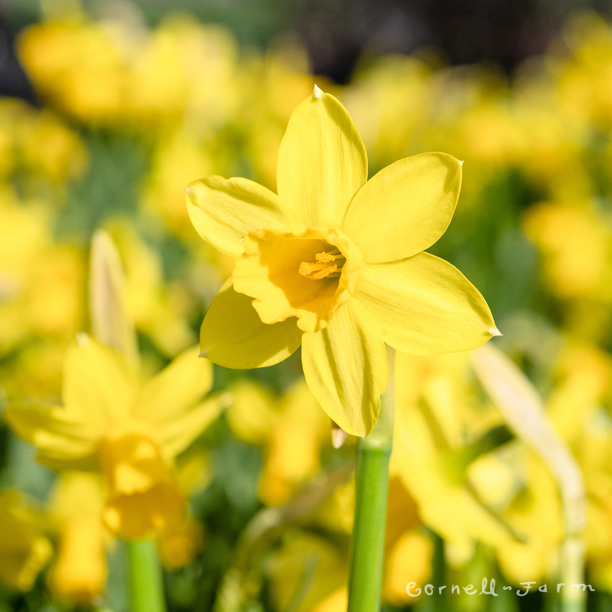 Daffodil Tete- a- tete 4.25in CF