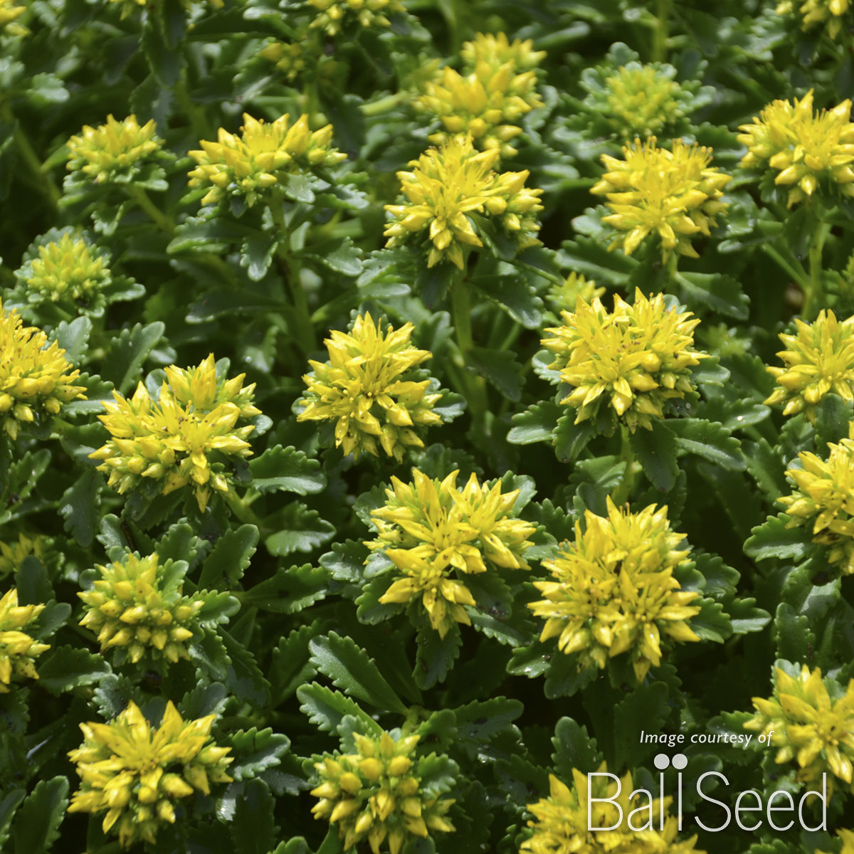 Sedum Little Miss Sunshine 1gal CF