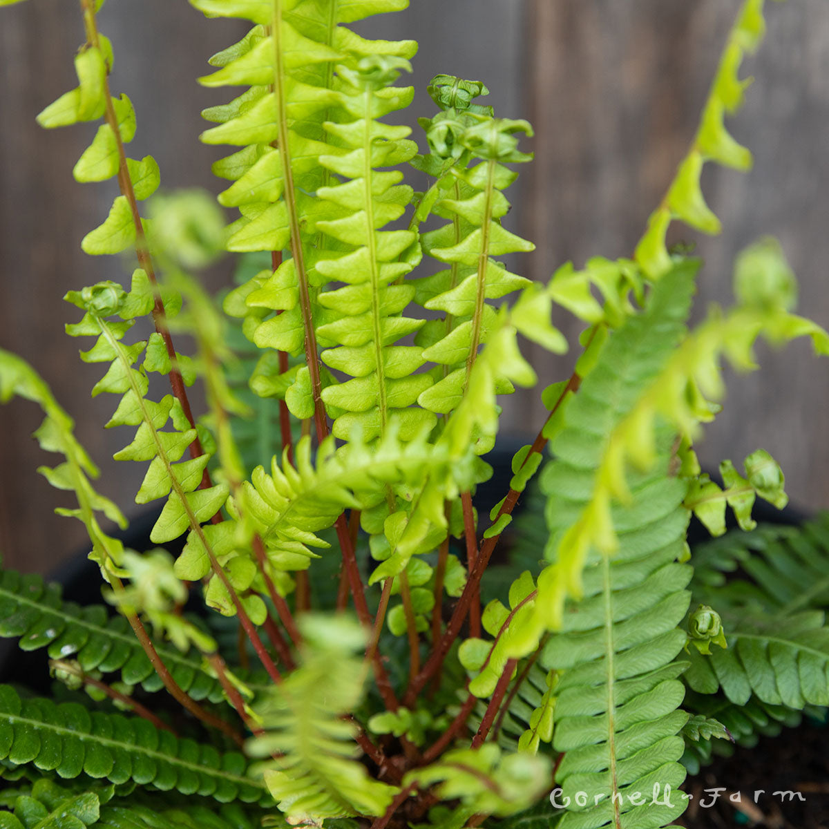 Blechnum spicant 1gal Deer Fern