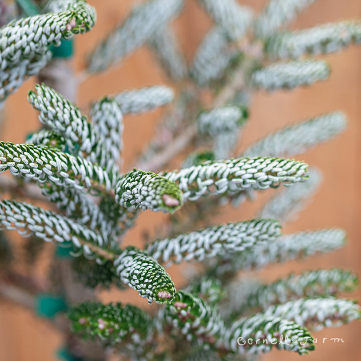 Abies koreana Silver Show 3gal Dwarf Korean Fir – Cornell Farm