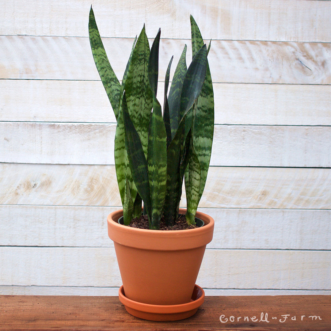 Sansevieria trifasciata 6in Zeylanica Snake plant – Cornell Farm