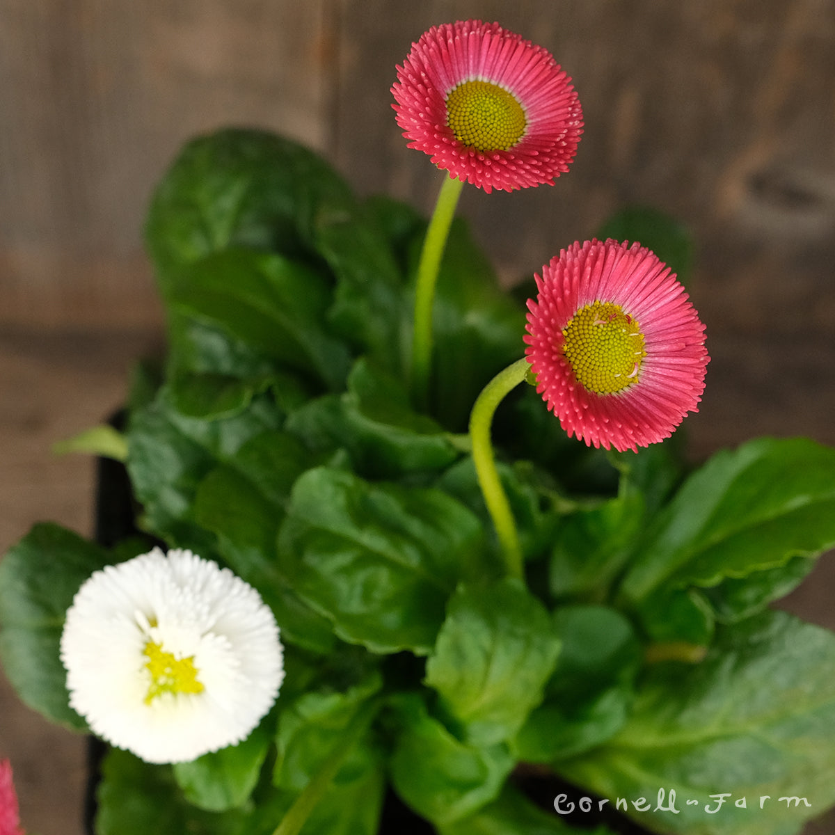 Bellis Bellissima Mix 4in