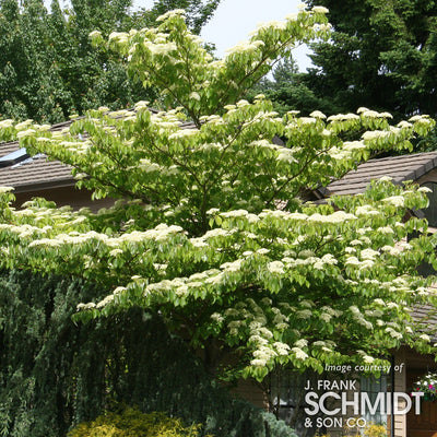 Cornus con. June Snow 20gal Dogwood 1.5cal