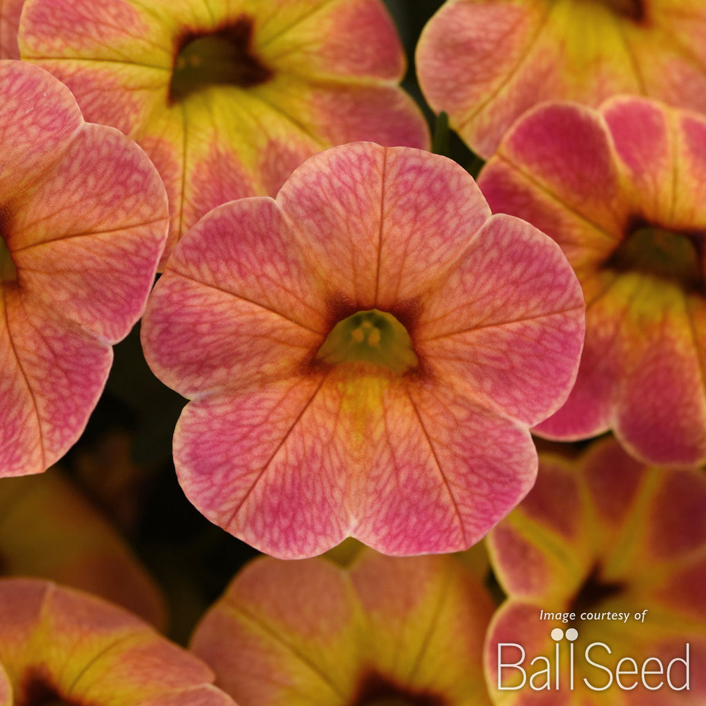 Calibrachoa Cha Cha Diva Apricot 4.25in CF – Cornell Farm