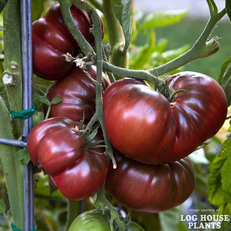 Tomato Black Krim 4in Heirloom Ind.