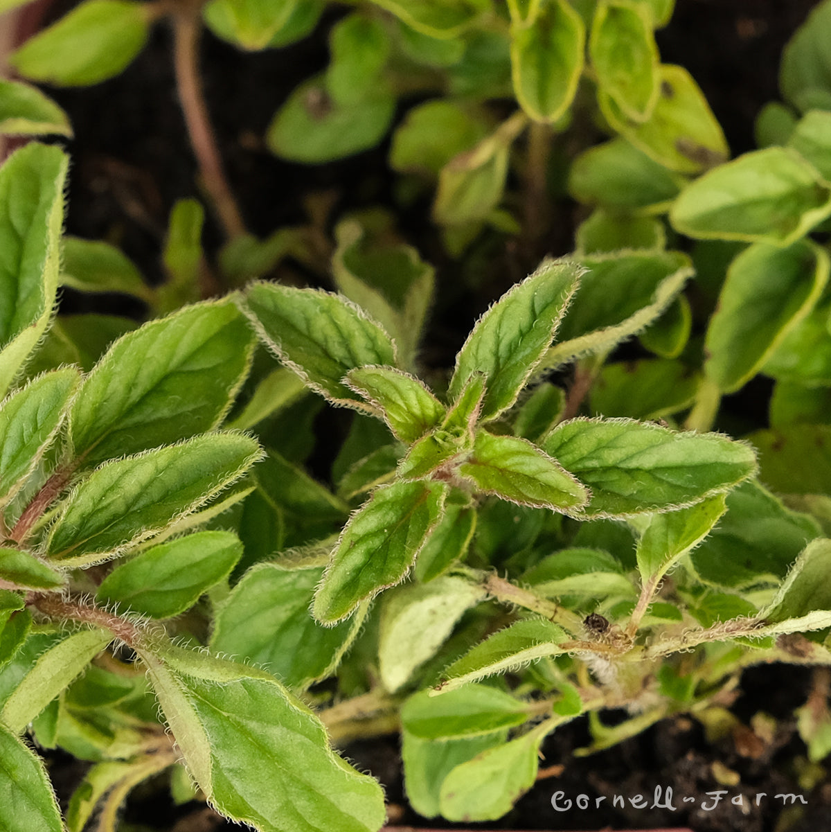 Marjoram Hardy 4in