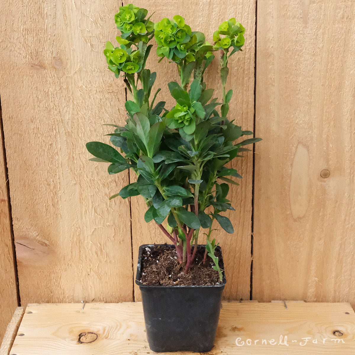 Euphorbia a Robbiae 4in