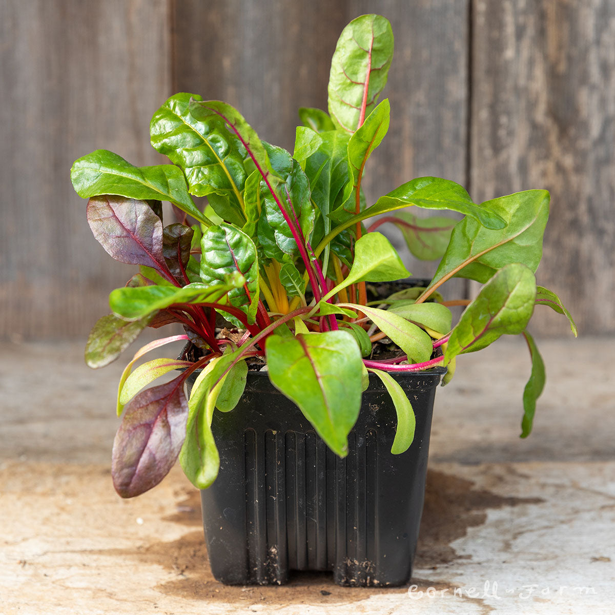 Swiss Chard Bright Lights 4in
