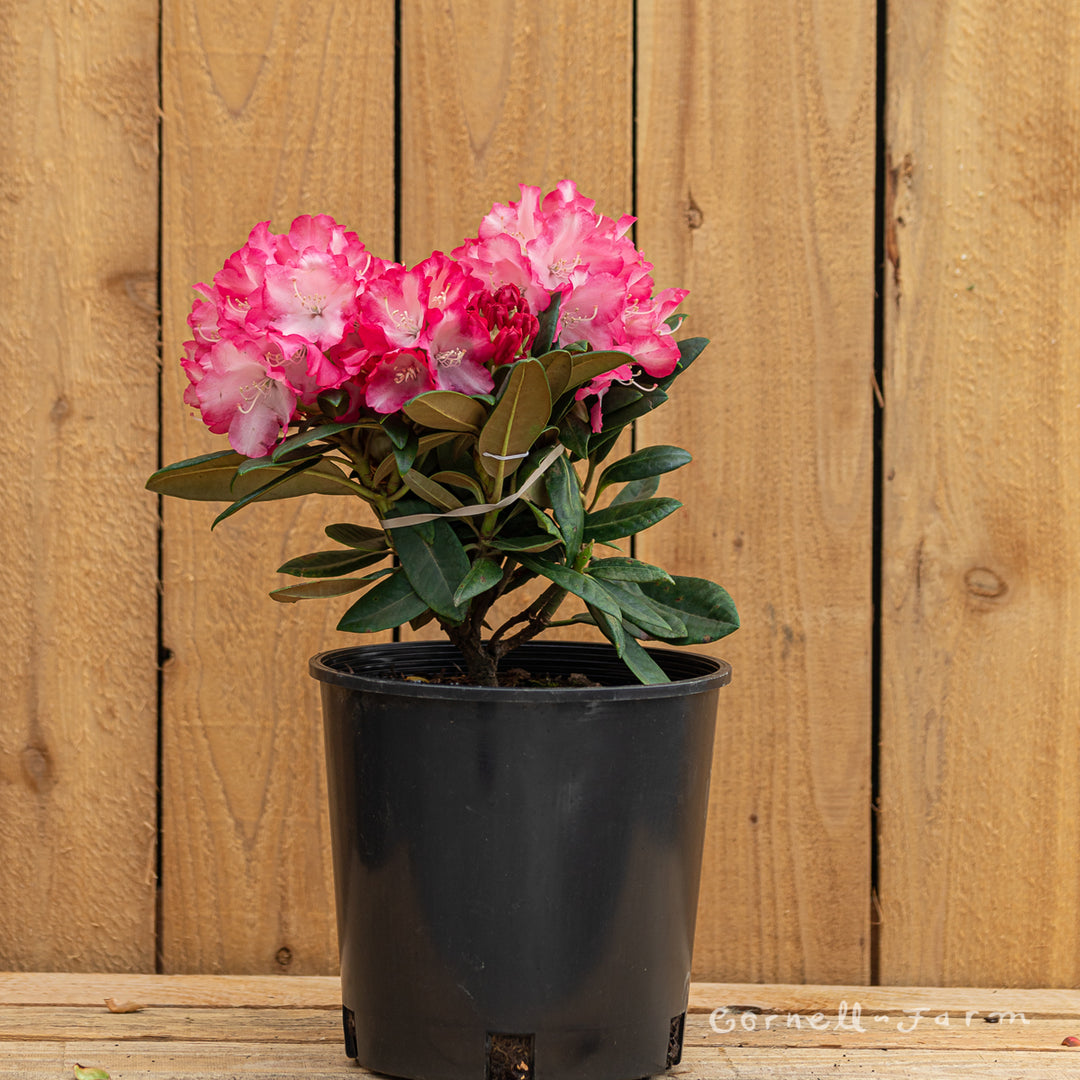 Rhododendron Swen 2gal – Cornell Farm