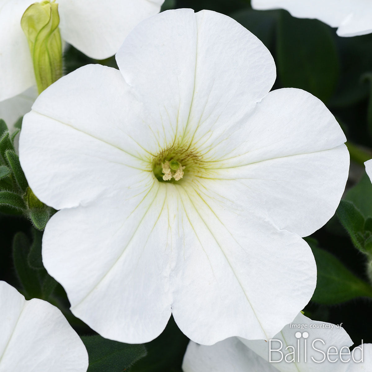 Petunia Snowy White ColorBlitz 4.25in CF