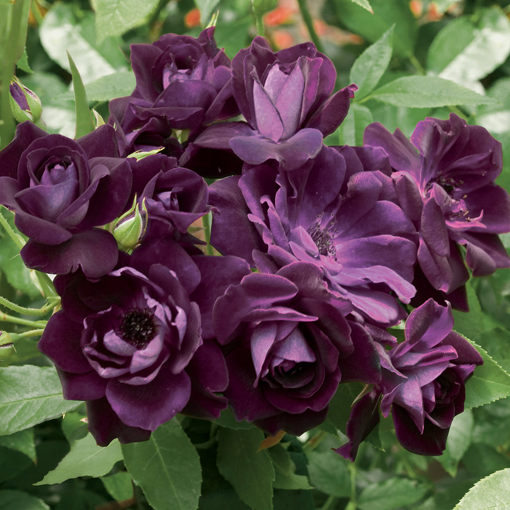 Star Roses Iceberg Rose - Thumbnail 2