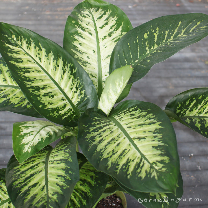 dieffenbachia amoena tropic snow poison Dieffenbachia amoena 10in Tropic Snow – Cornell Farm