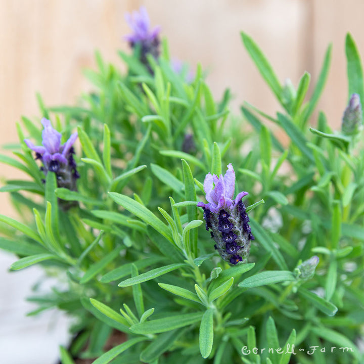 lavela lavender plant Lavandula st. Madrid Lavish Purple 1gal Lavender – Cornell Farm
