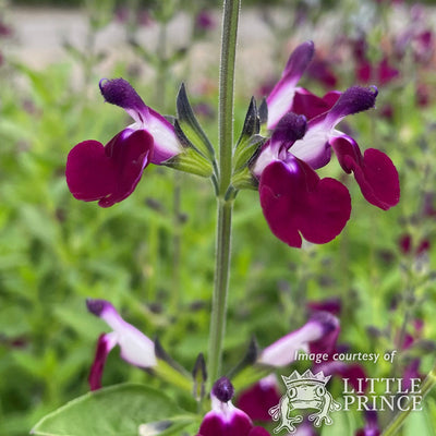 Salvia greggii Amethyst Lips 1gal