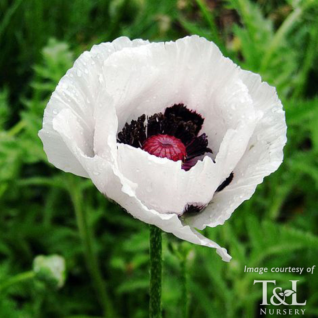 Papaver o. Royal Wedding 1gal. Poppy