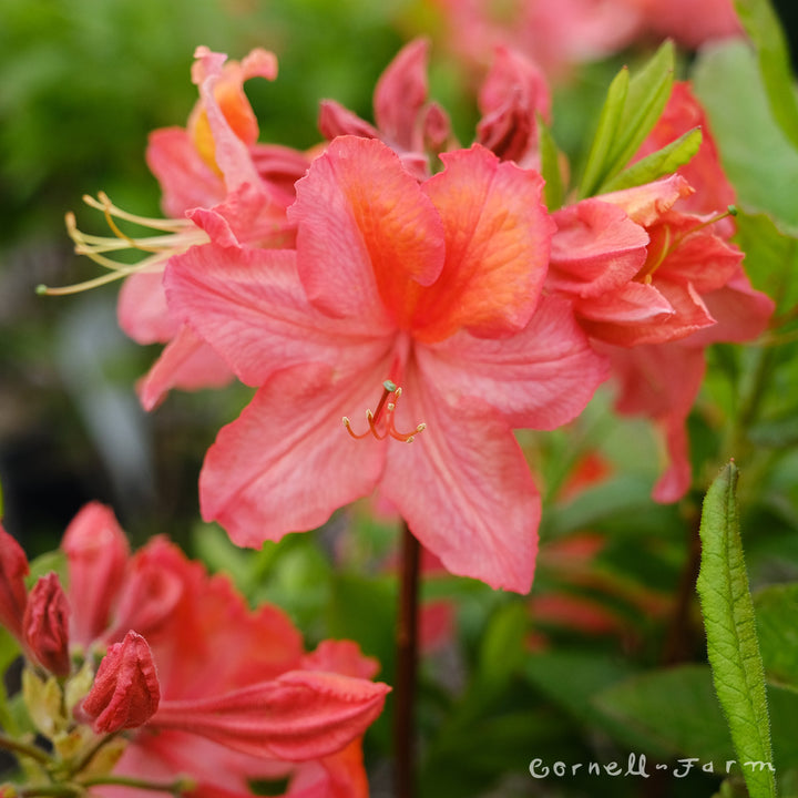 Azalea Exbury Mt St Helens 3gal Deciduous Azalea – Cornell Farm