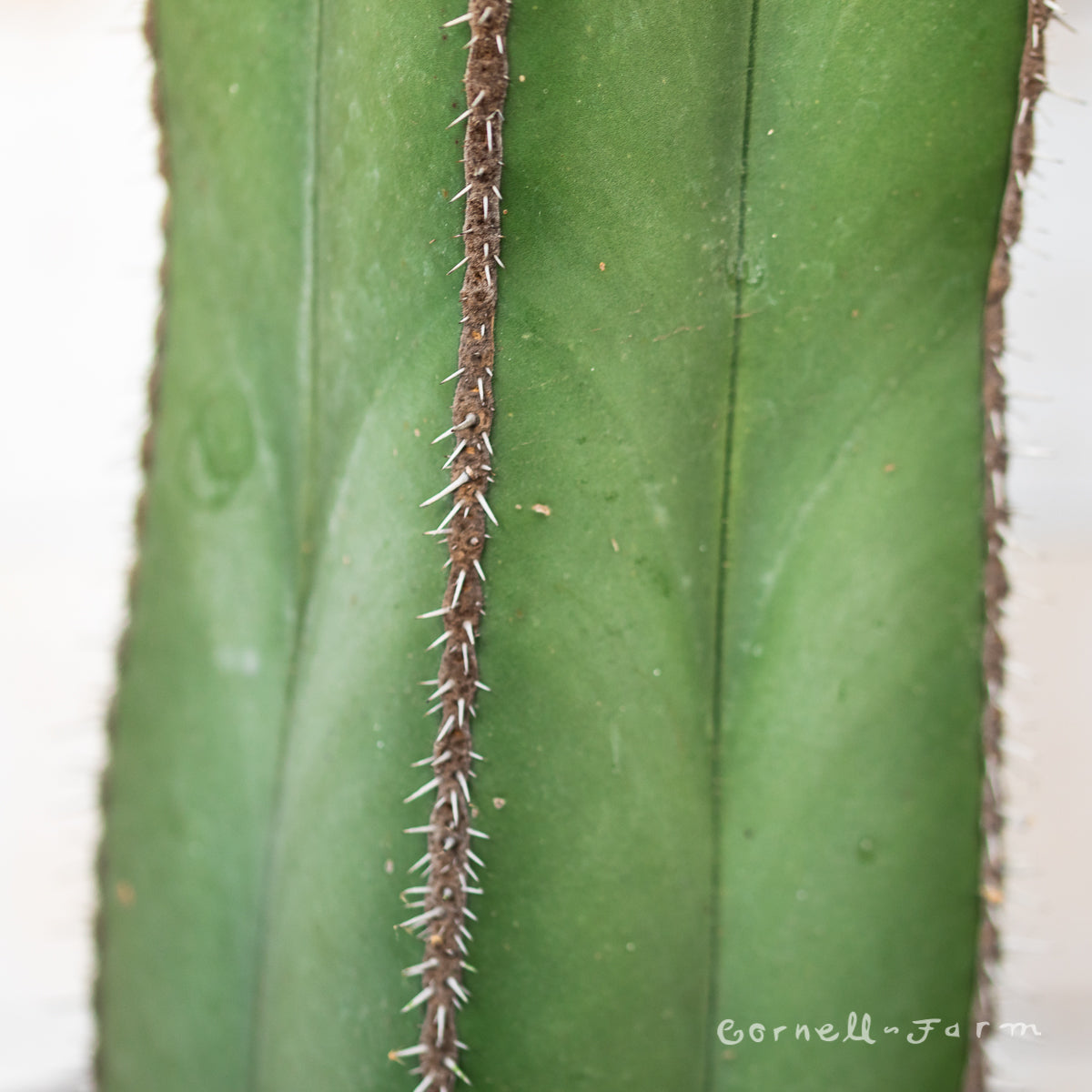 Lophocereus marginatus 10in Mexican Fence Post Cactus Pachycereus