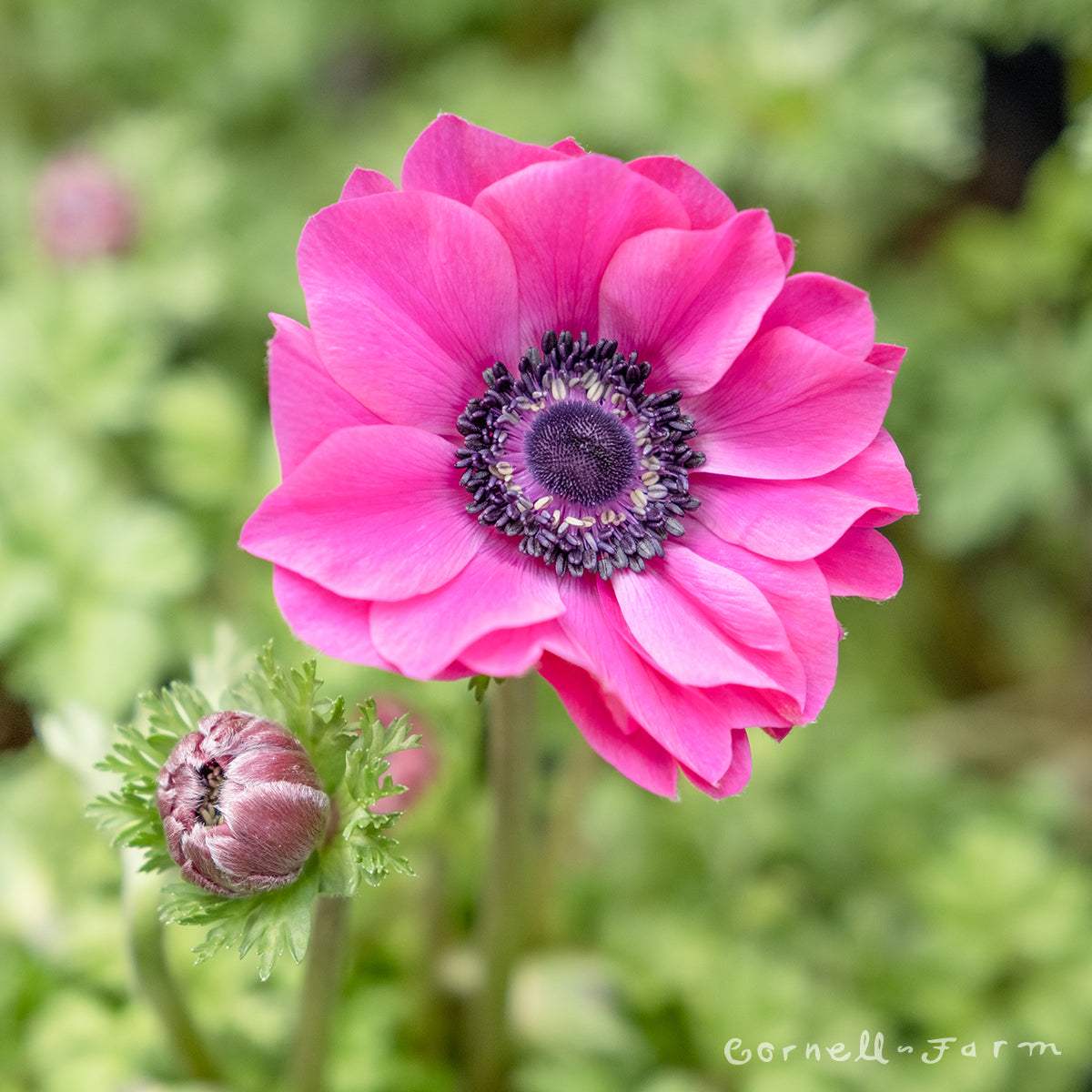 Anemone Harmony Orchid Qrt.