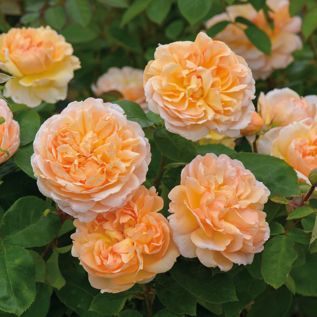 Rose The Lady Gardener 5gal David Austin – Cornell Farm