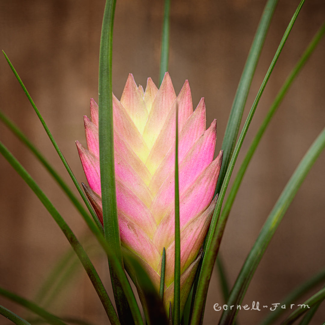 Tillandsia cyanea 4in Pink Quill Plant – Cornell Farm