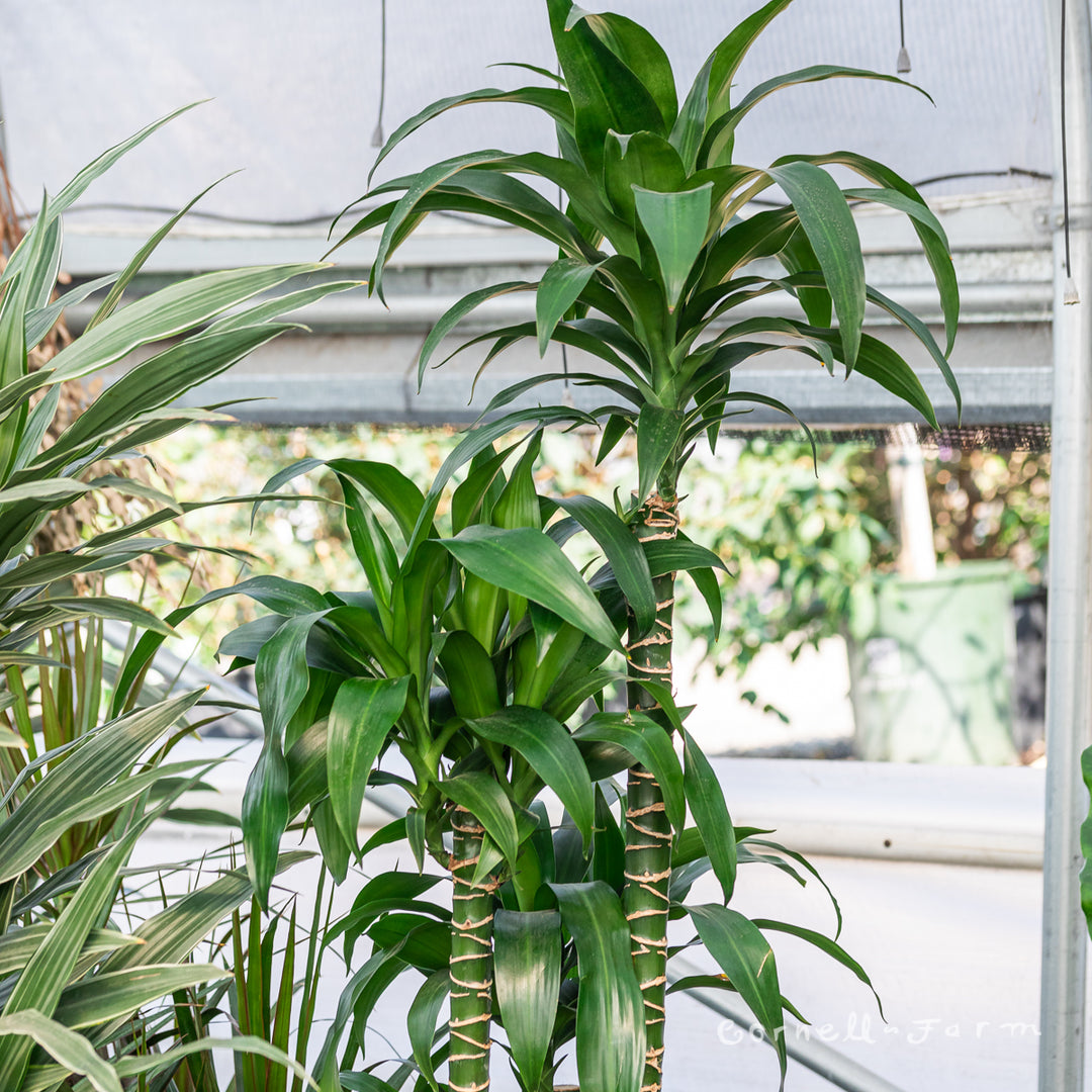 dracaena hawaiian Dracaena Warneckii Hawaiian Sunshine For Sale & Care Guide main image 0