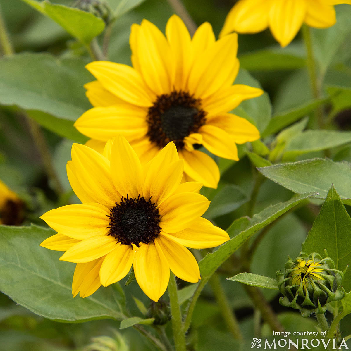 Helianthus Sunbelievable Golden Girl 2gal