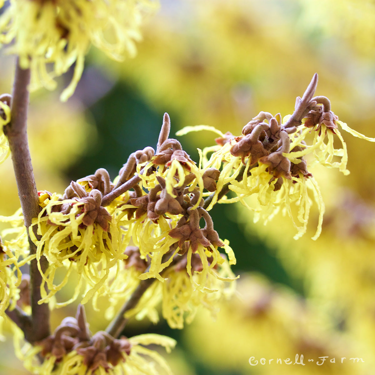 Hamamelis x int Arnold Promise 7gal yellow Witch Hazel