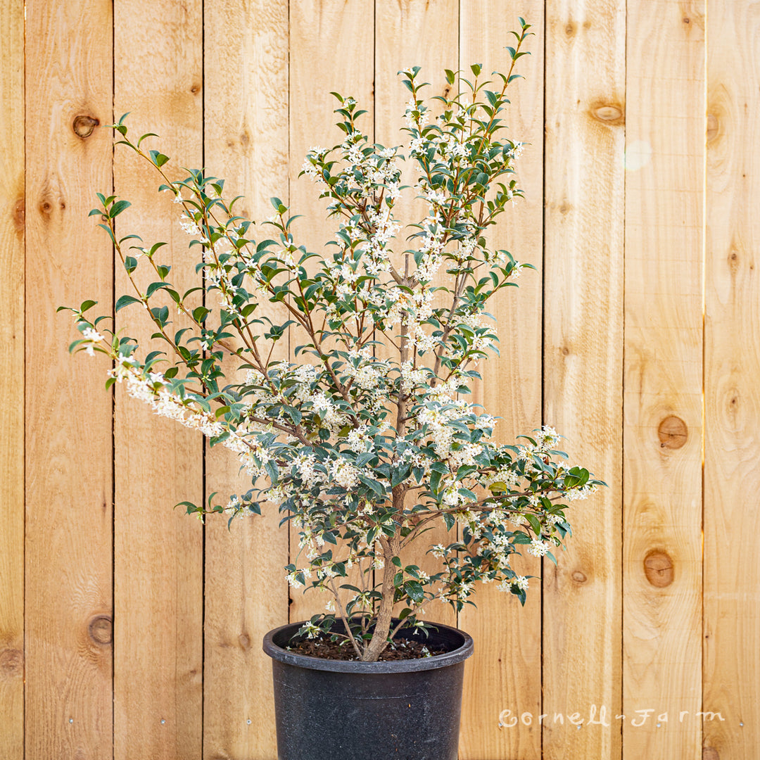 Osmarea burkwoodii 5gal Osmanthus burkwoodii – Cornell Farm