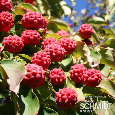 Cornus k. Milky Way 15gal Dogwood tree 6-7ft