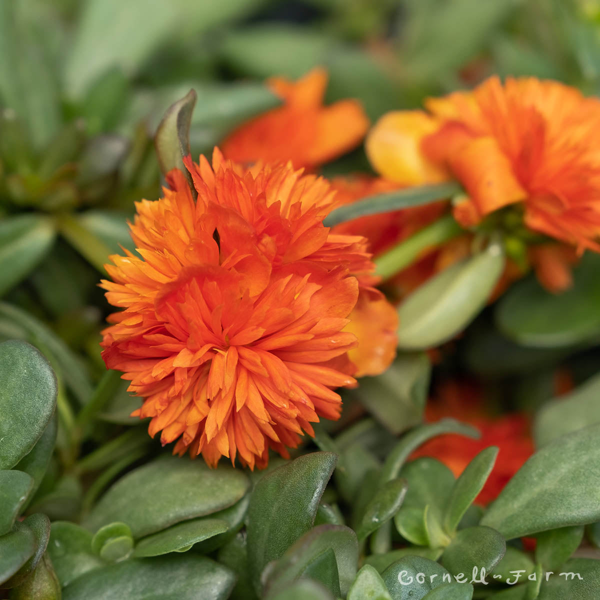 Portulaca Double Scarlet Colorblast 4.25in CF