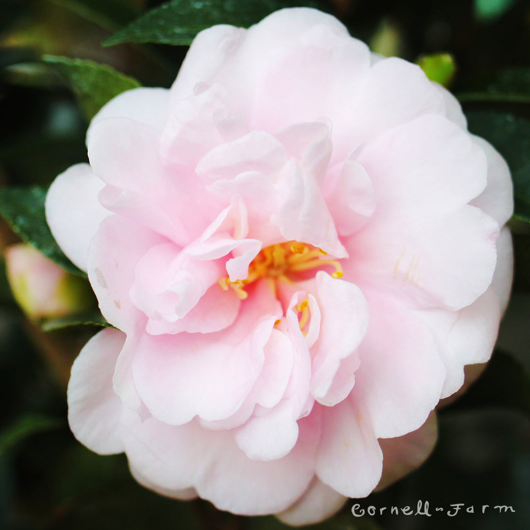 トンカチストア 花瓶 Camelia(small) 新商品】フランスから、絵画のような花瓶 | 株式会社トンカチのプレス